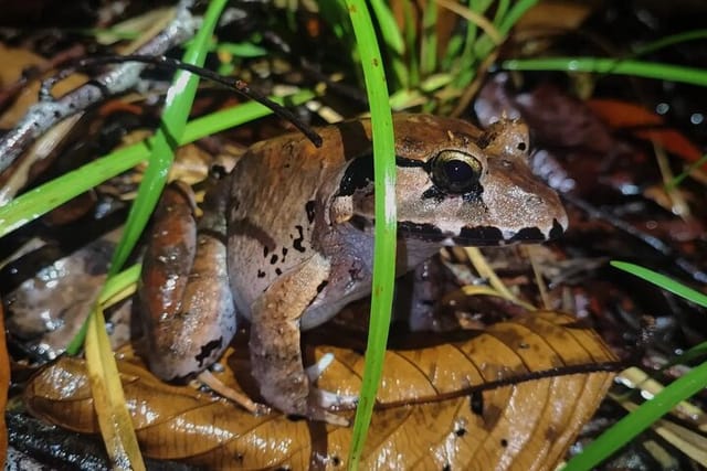 Peat Swamp Frog