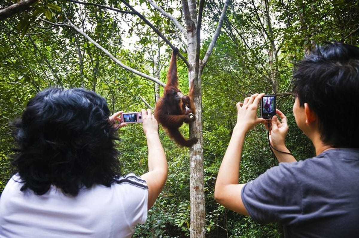 sarawak-orangutan-semenggoh-wildlife-centre-tour_1