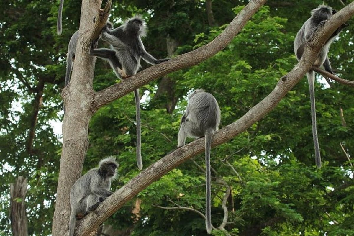 SL Monkeys