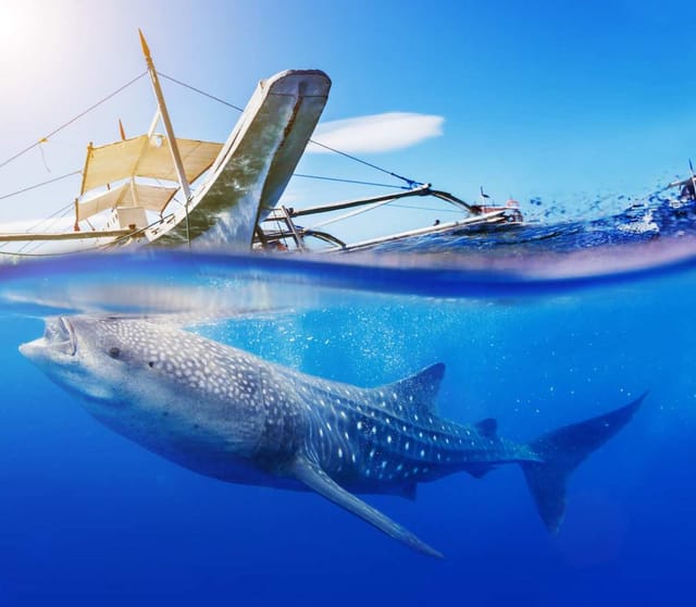 oslob-whale-shark-snorkeling-pelago1.jpg