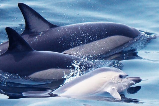 portimao-dolphin-watching-seafaris_1