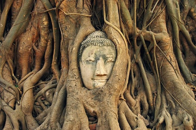 Search for the widely-photographed Bhudda's head nestled in the trees