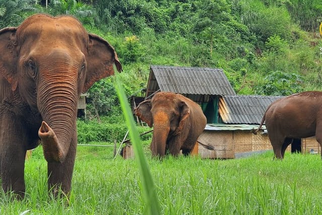 full-day-experience-at-ran-tong-save-rescue-elephant-centre_1