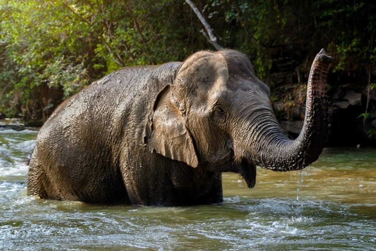Elephant Sanctuary - Samui