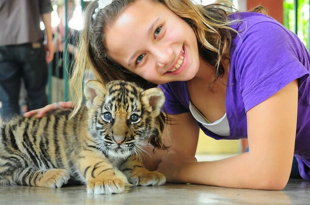 tiger-kingdom-animal-encounter-with-private-transfer-thailand-pelago0.jpg